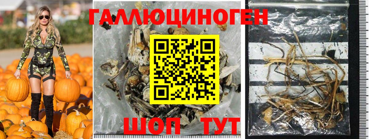 Псилоцибиновые грибы Psilocybe Гагарин